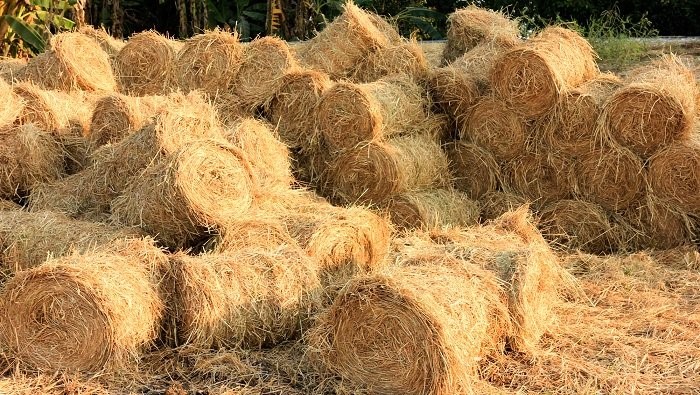 干草用于堆肥化中的缓冲材料