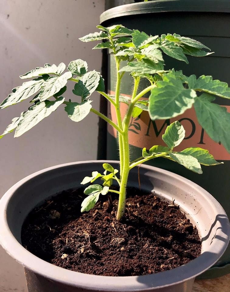 植物、蔬菜健康成长，使用堆肥