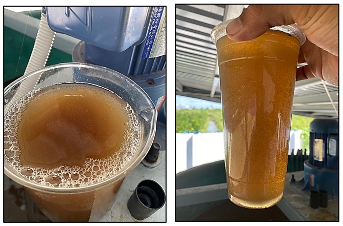 Bông cặn hình thành trong hệ keo tụ - tạo bông