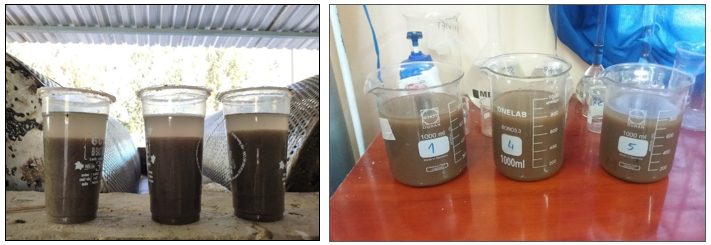 Activated sludge disperses and settles slowly