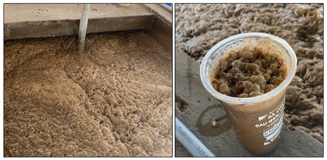 Activated sludge flocs form thick brown foam on the tank surface